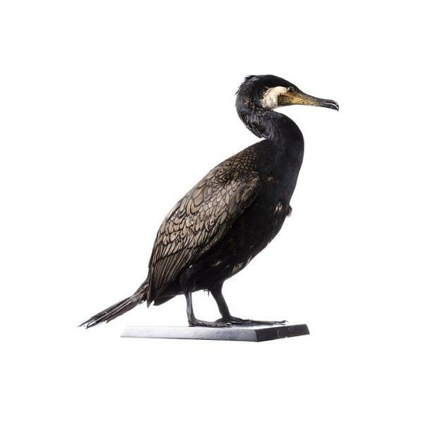 Cormoranul mare