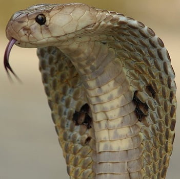 Cobra indiana