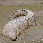 Crocodilul de apa sarata