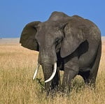 Elefantul African