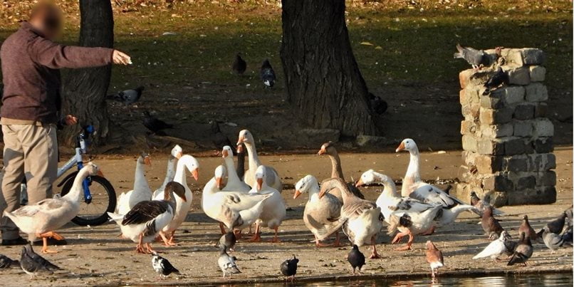 hranirea pasarilor salbatice